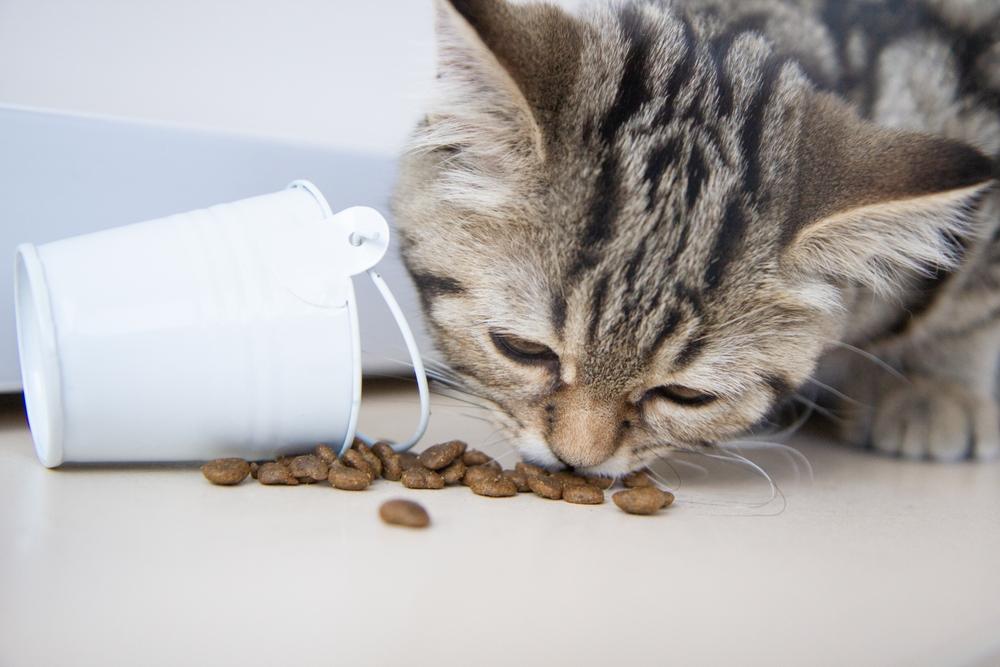 Частота кормления котенка до года Частота кормления котенка до года