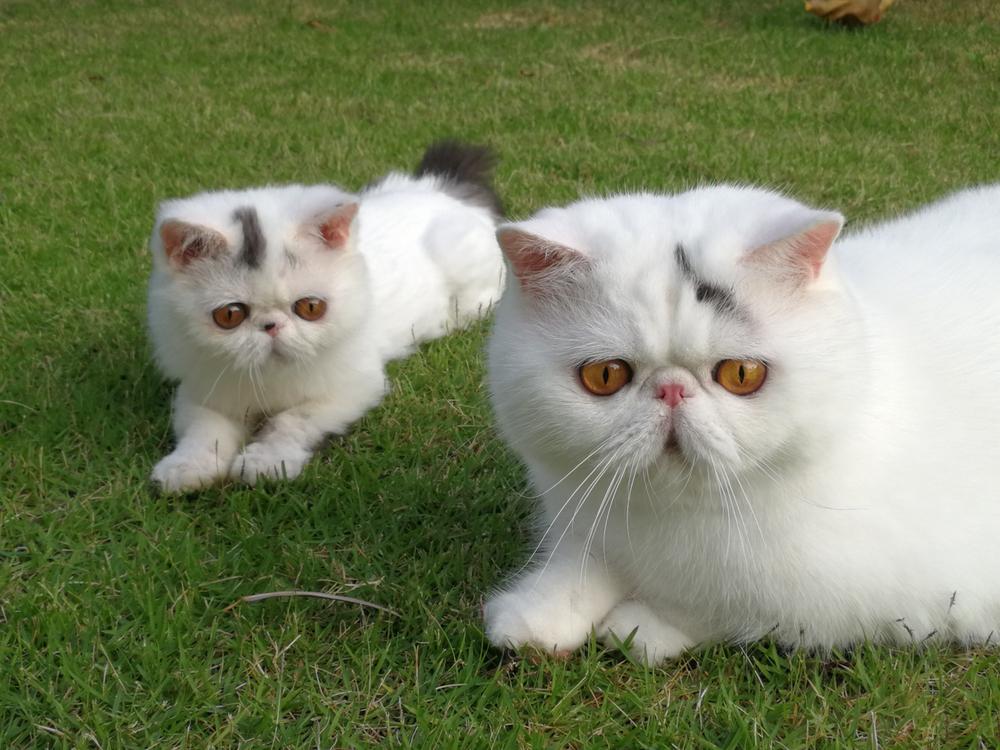 Брахицефальные породы кошек: экзотическая кошка