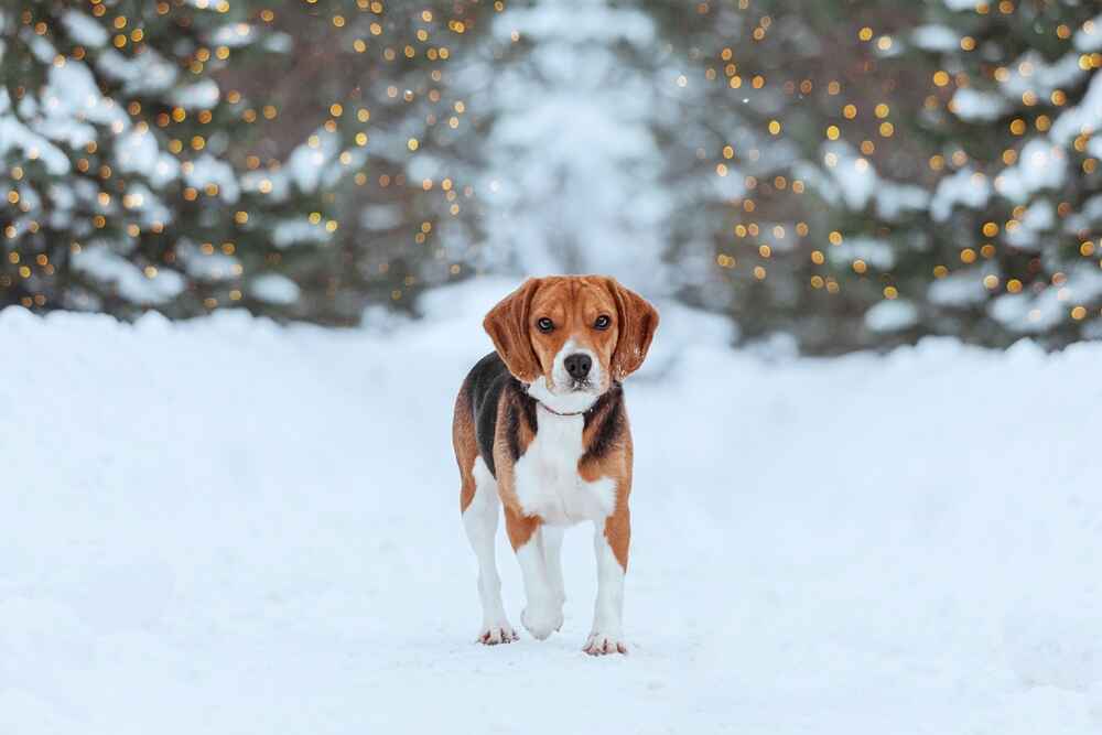 Бигль на зимней прогулке в парке