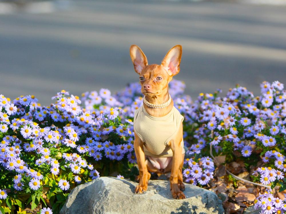 самые преданные породы собак: русский той-терьер.jpg самые преданные породы собак: русский той-терьер.jpg