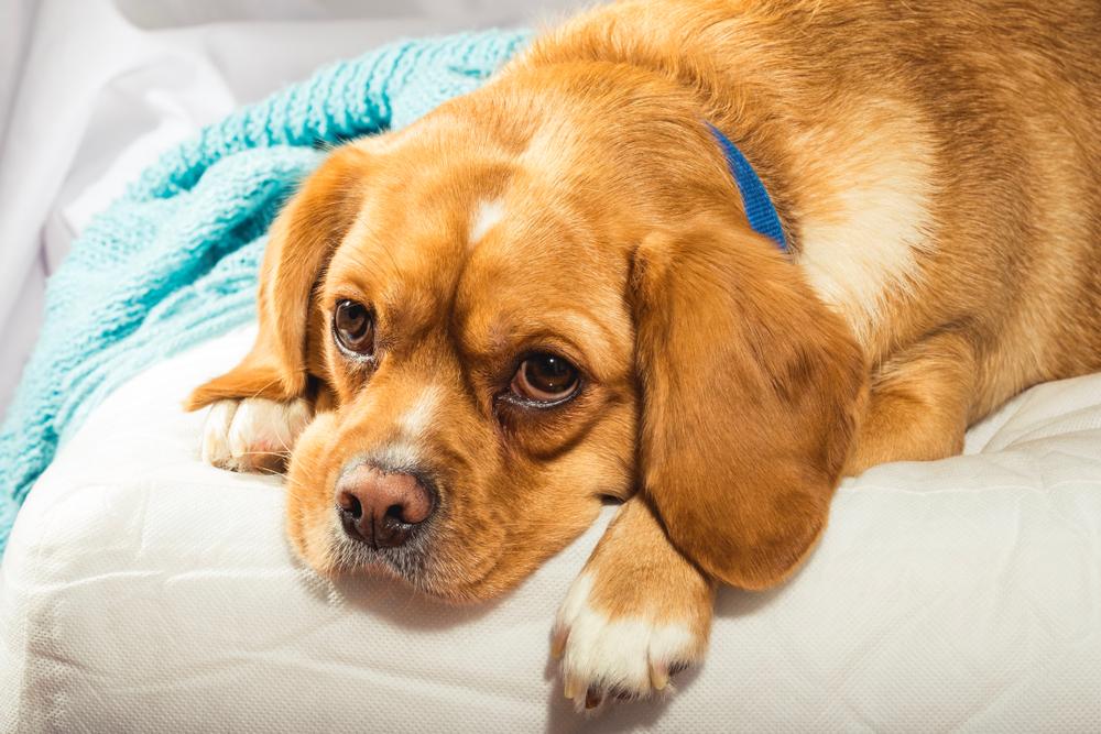 Почему щенок издает хрюкающие звуки