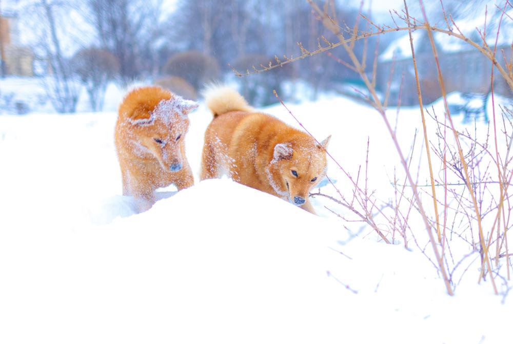 Болезни финского шпица