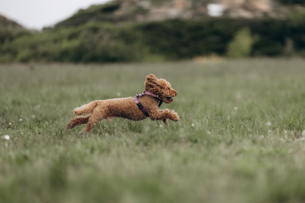 Коричневый пудель бежит