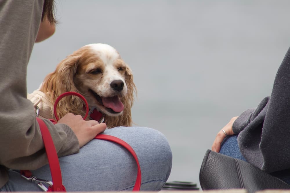 Симптомом течки у спаниеля может быть частое мочеиспускание