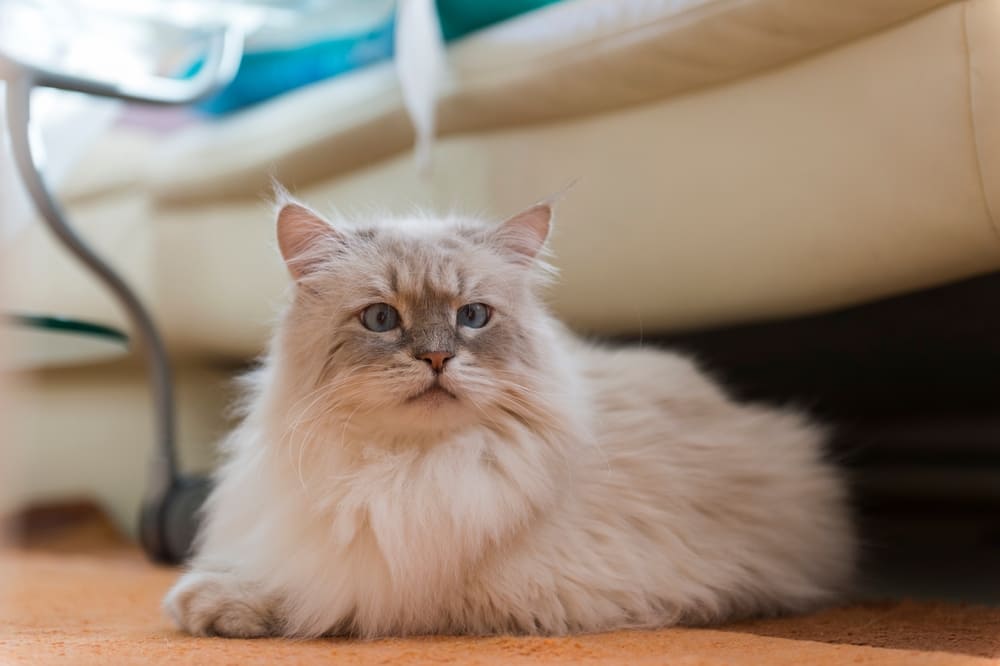 Профилактика болезней влияет на то, сколько может прожить невская маскарадная кошка