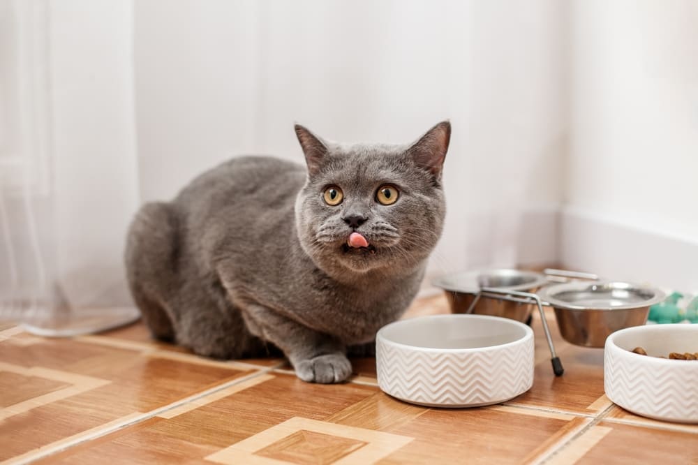 Нужно понимать, можно ли вашей кошке давать сметану