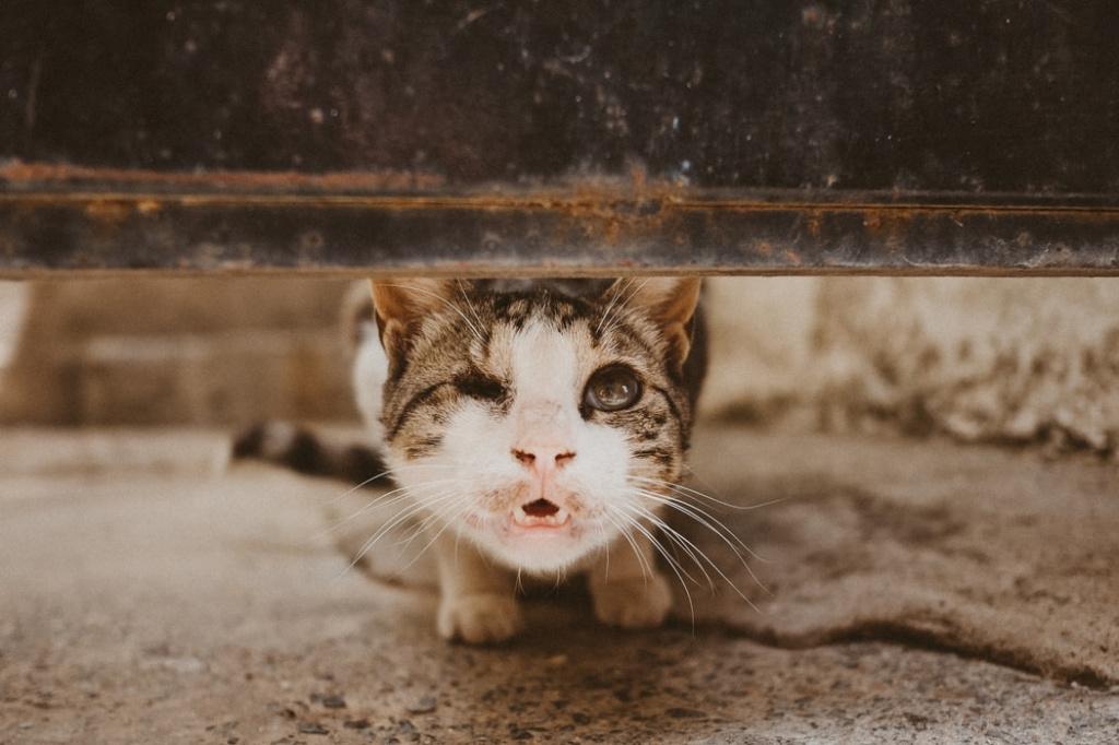 Симптомы гемобартонеллеза у кошек