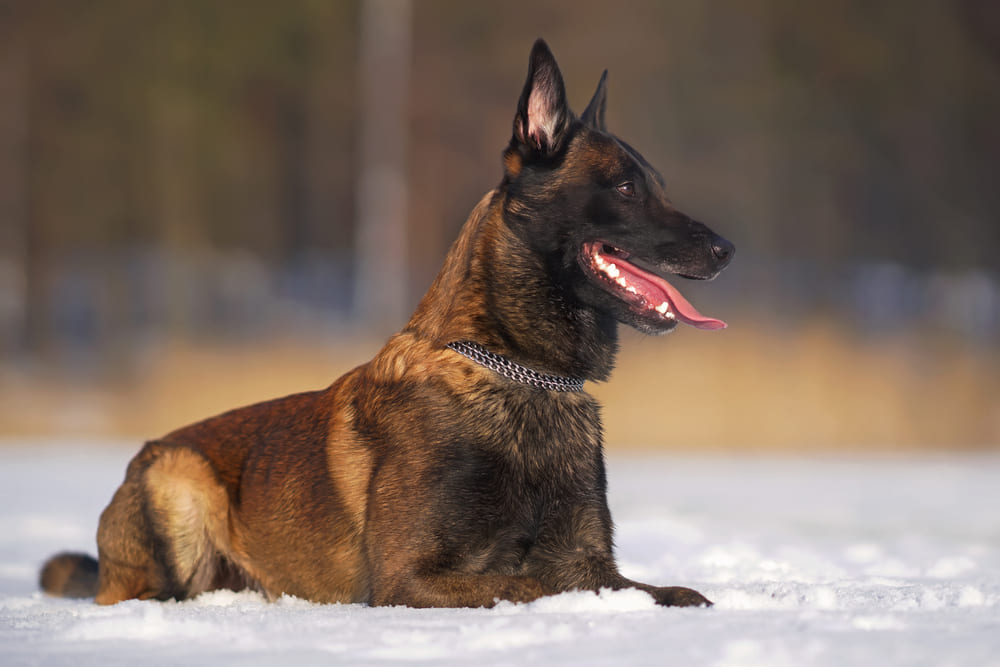 Малинуа нуждается в социализации