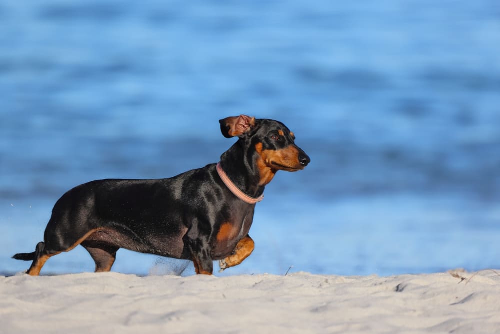 То, сколько весит такса, зависит от возраста собаки