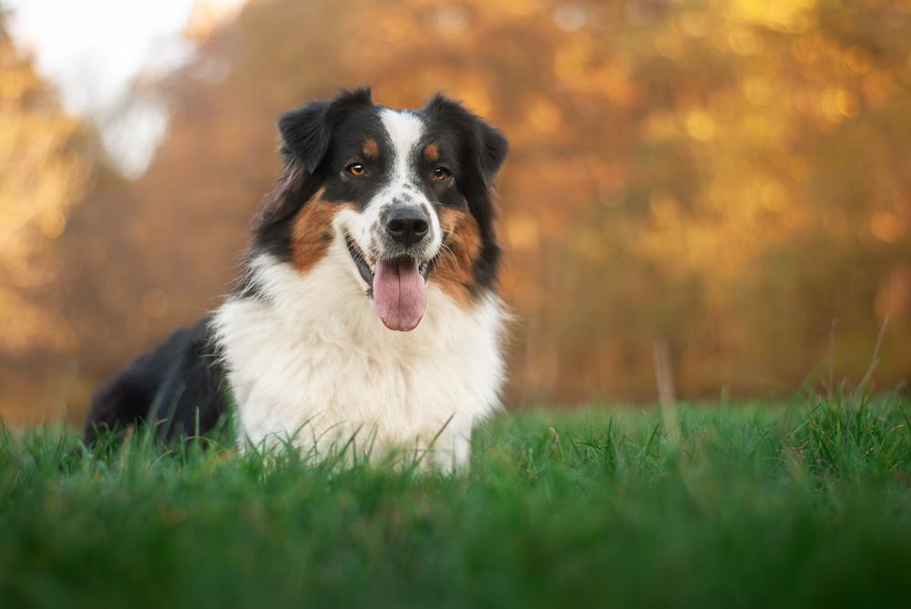 Какие окрасы бывают у австралийской овчарки?