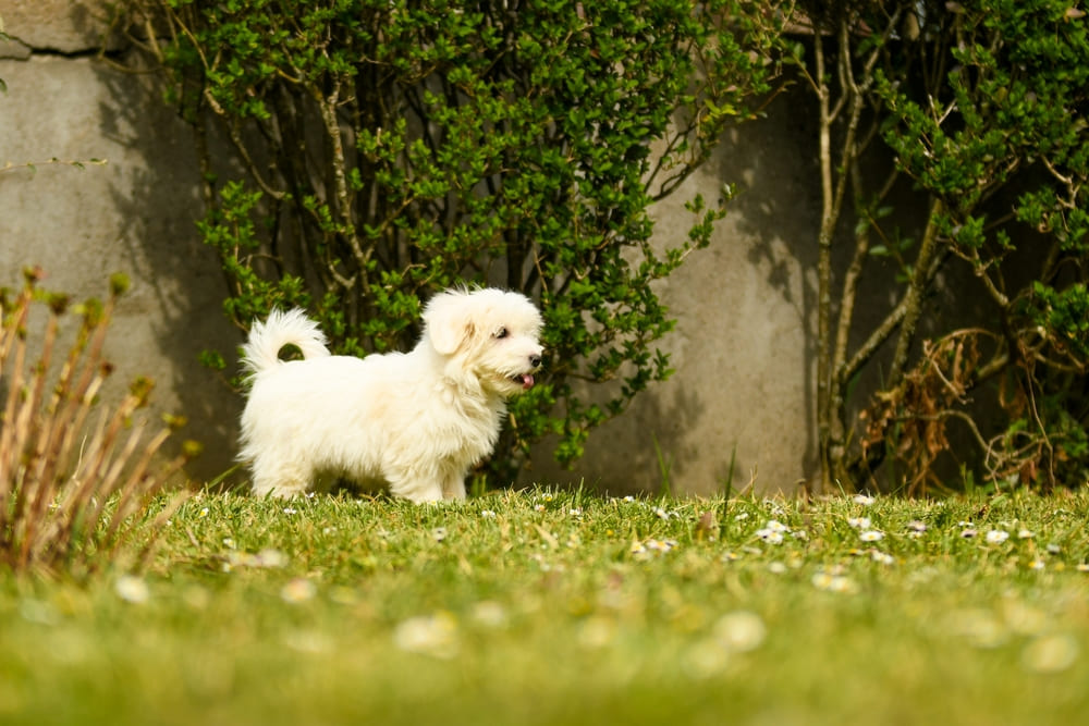Собака породы котон-де-тулеар