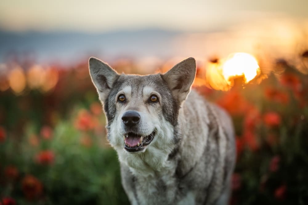 Волчья собака Сарлоса отличается молчаливостью