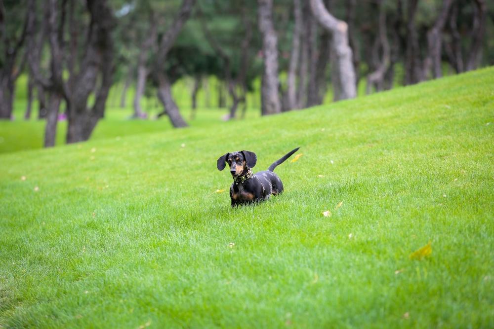 Какой характер у мраморной таксы?