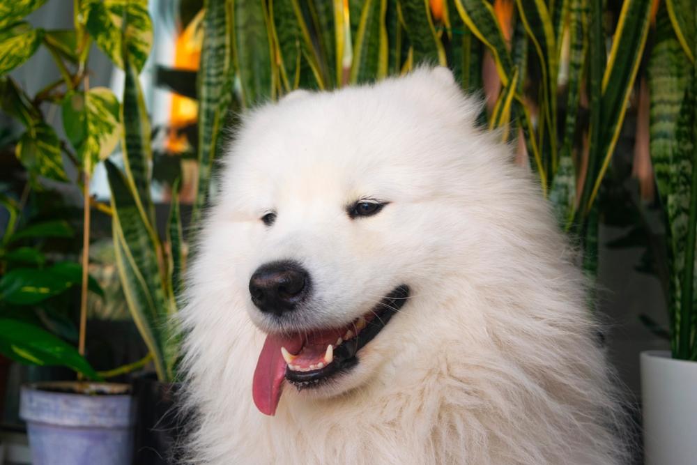 Почему порода самоед так называется?