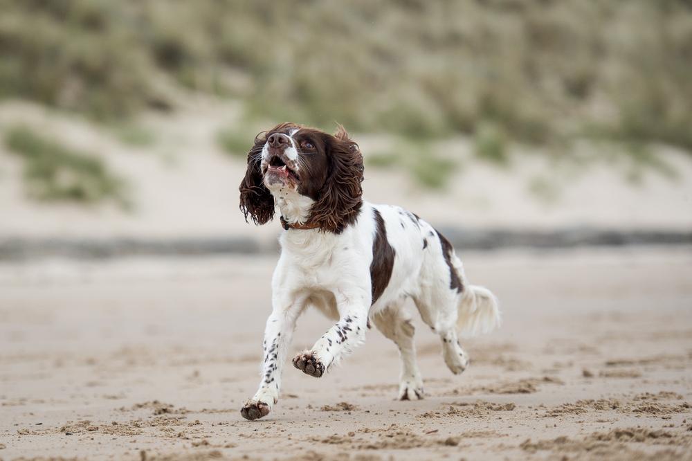 средние и крупные французские собаки: французский спаниель.jpg средние и крупные французские собаки: французский спаниель.jpg