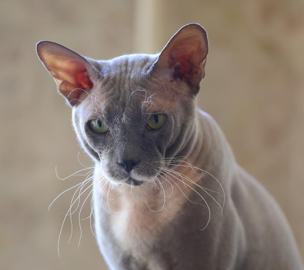 Самые красивые породы кошек: петерболд Самые красивые породы кошек: петерболд