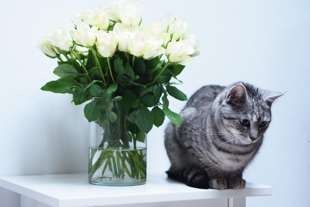 Уход за бразильской короткошерстной кошкой