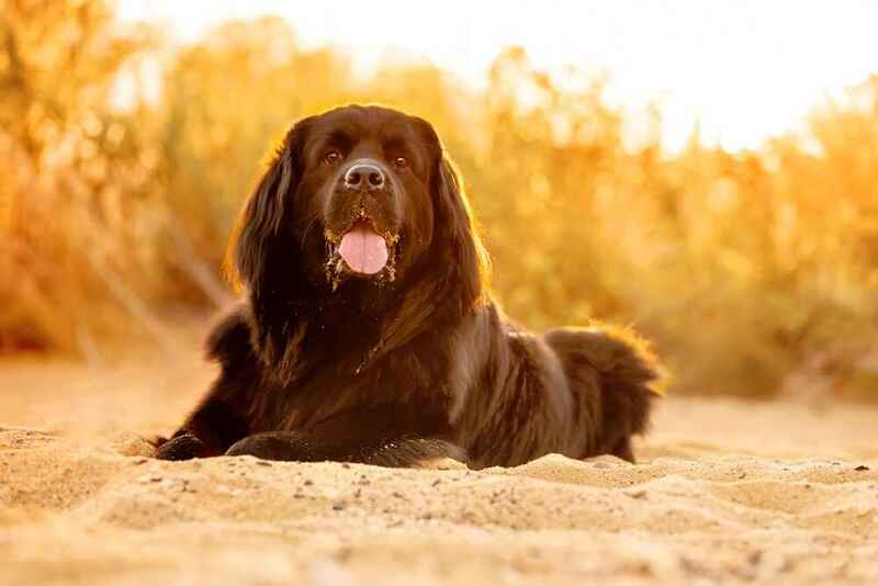 Сколько требуется на содержание ньюфаундленда?