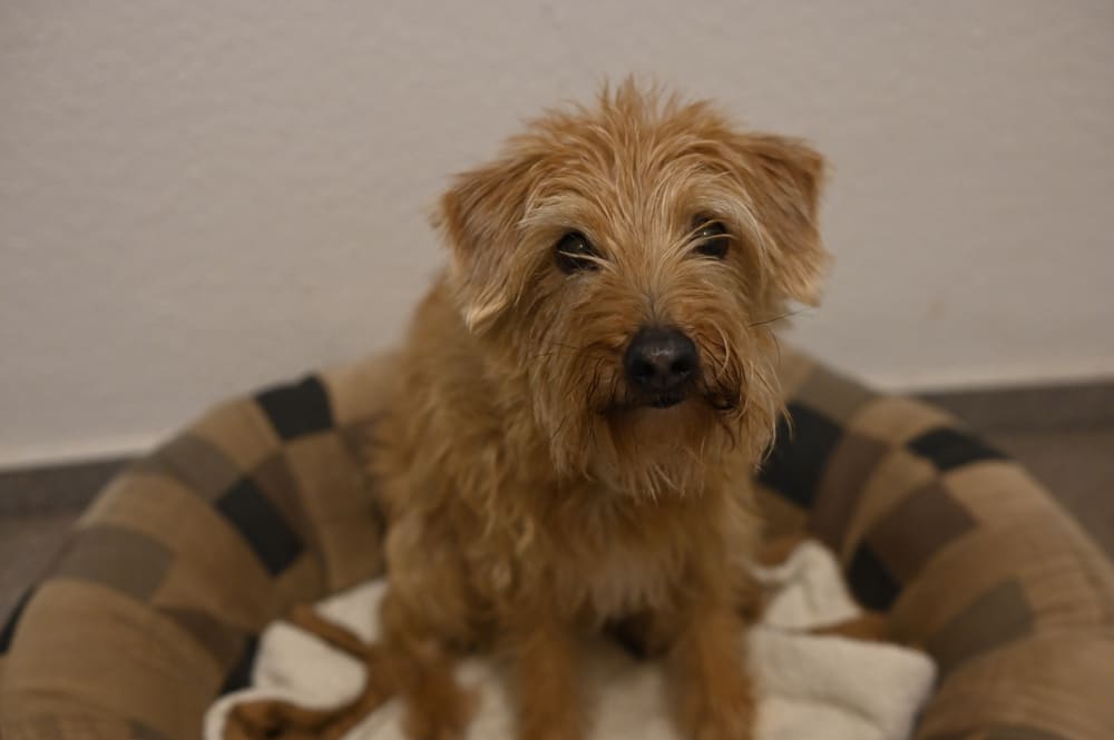 Кромфорлендер может находиться в одиночестве