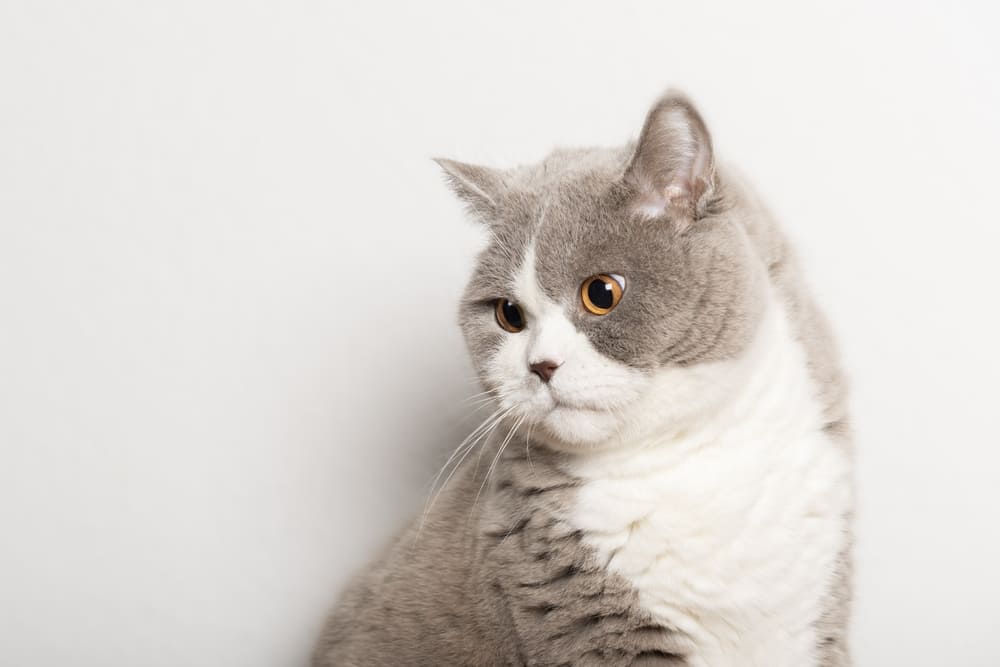 Важно знать, сколько живут британские кошки в норме