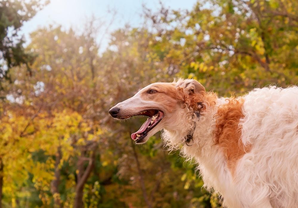 ТОП самых непослушных пород: русская псовая борзая ТОП самых непослушных пород: русская псовая борзая