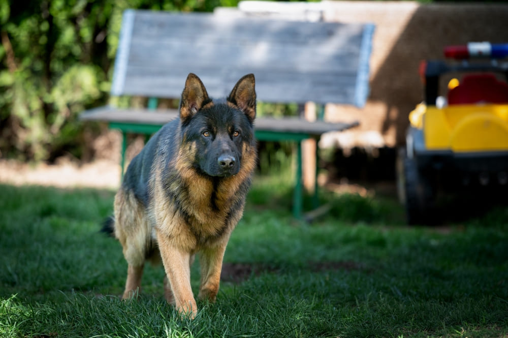 После вязки немецкой овчарке можно провести УЗИ