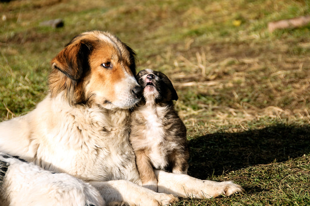 Болгарским овчаркам нужны регулярные прививки