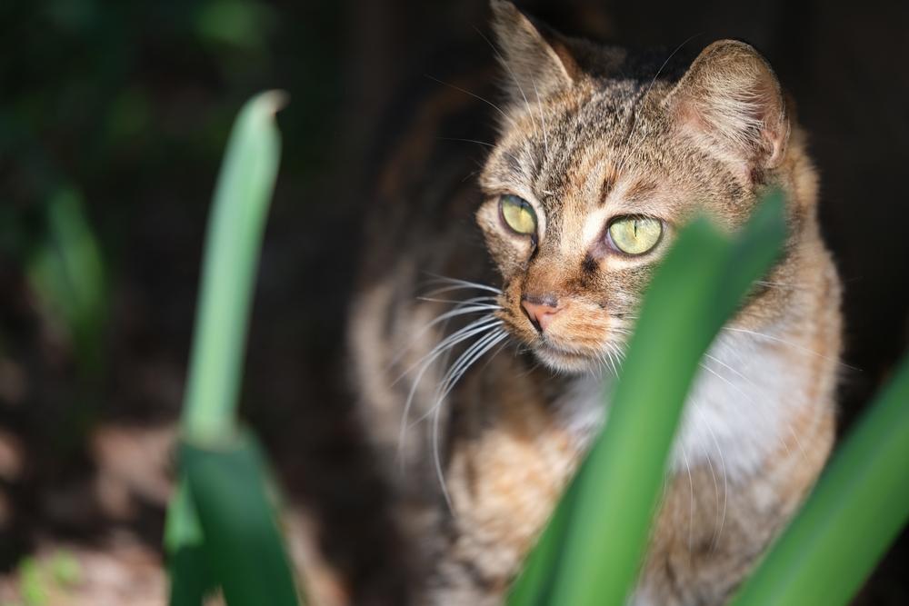 Уход за китайским Ли Хуа