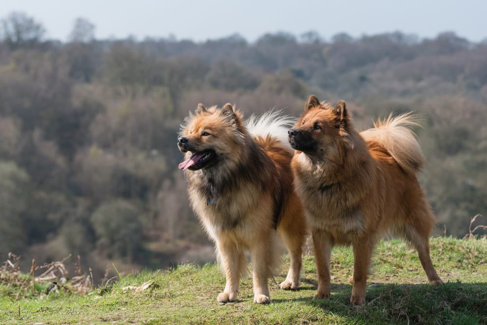 Евразиеры любят детей