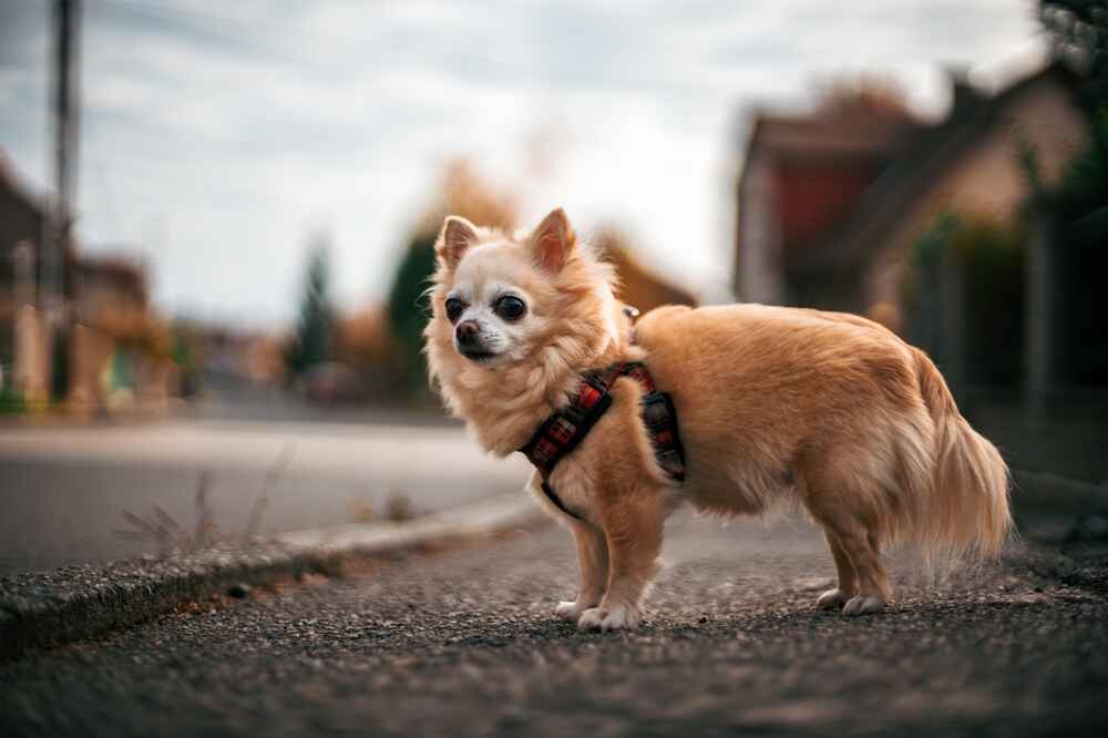 Владельцу требуется знать, сколько длится беременность у чихуахуа и когда начнутся роды