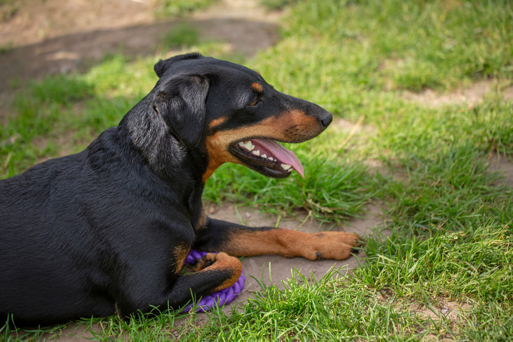 Рацион влияет на то, сколько живет ягдтерьер