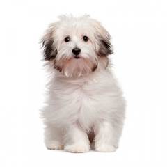 дрессировка одиса