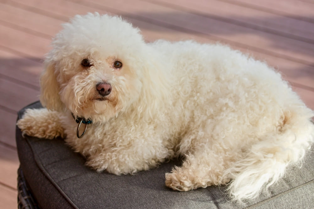 Собака болоньез нуждается в уходе