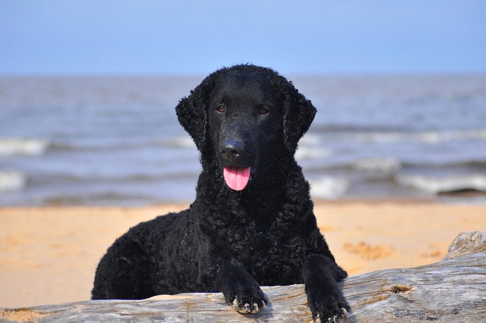 Содержание курчавошерстного ретривера