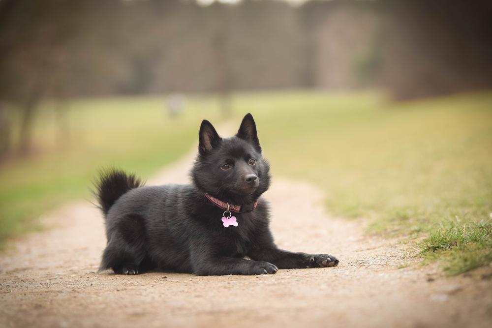 Содержание шипперке