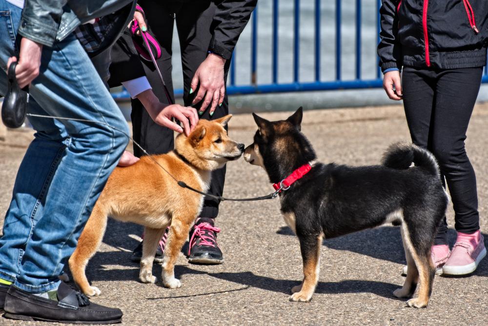 Причины, по которым собака лает на других собак Причины, по которым собака лает на других собак