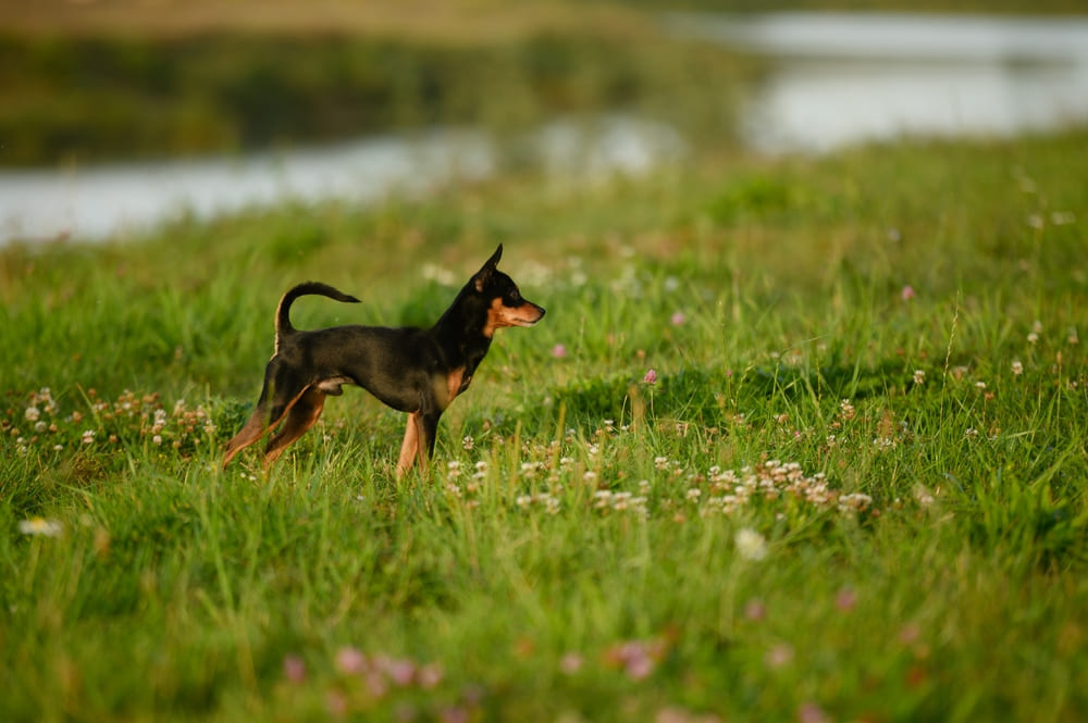 Русские тои напоминают чихуахуа