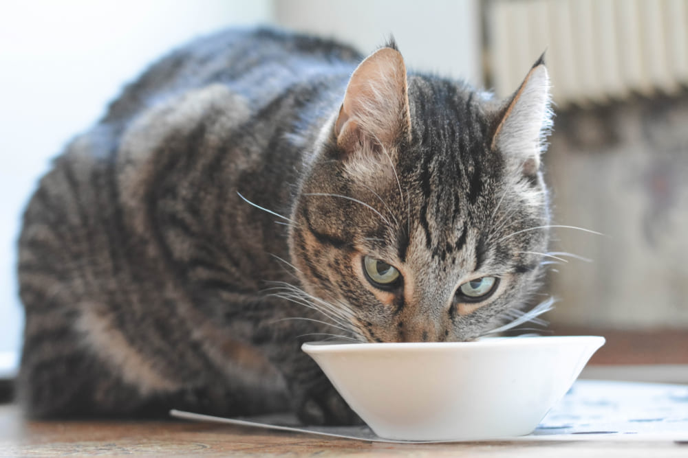 Важно знать, можно ли кошкам арахис