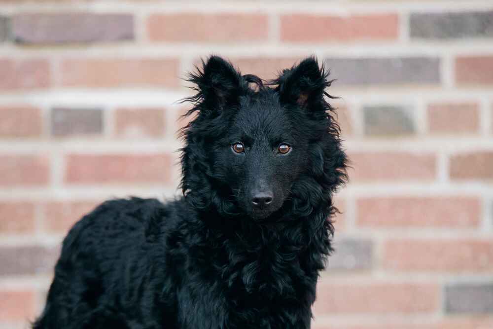 Венгерская овчарка муди