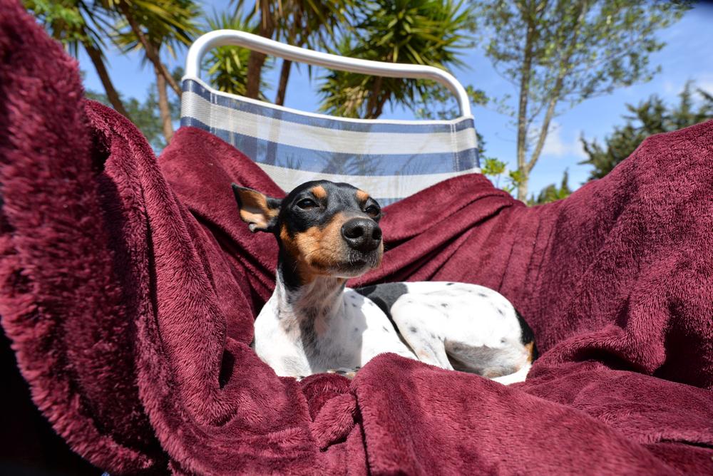 Содержание валенсийского ратера