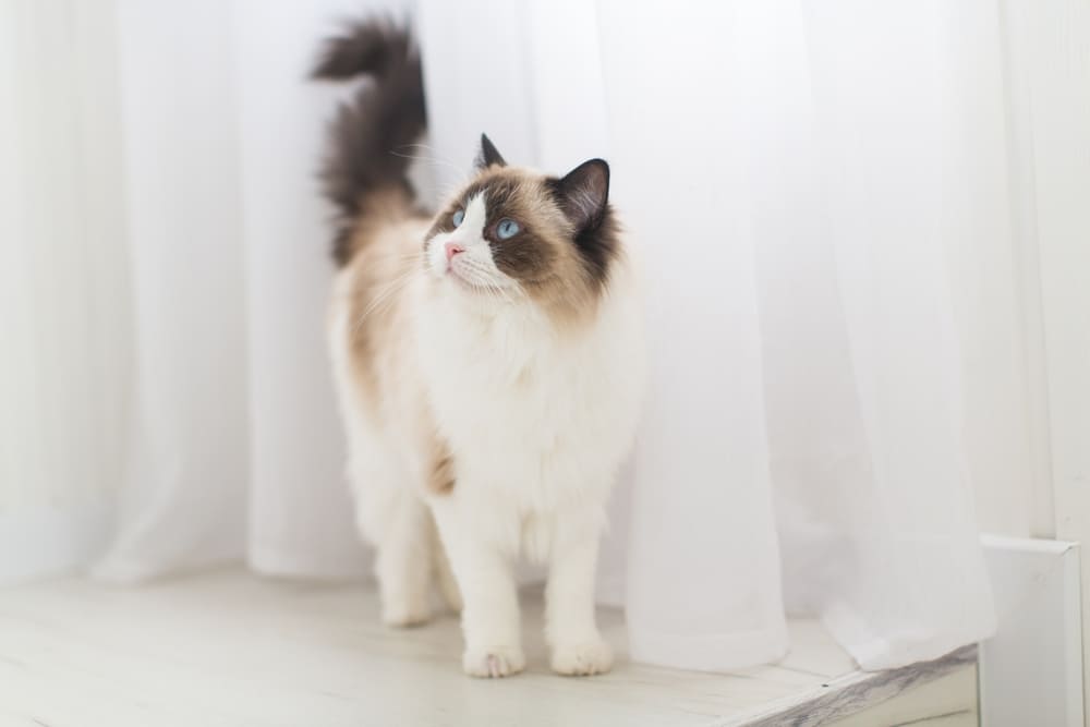 Кормление влияет на то, сколько проживет рэгдолл