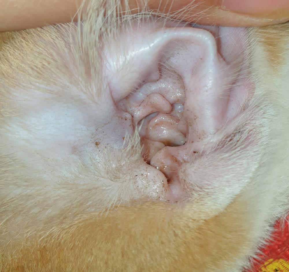правила лечения ушного клеща у кошек