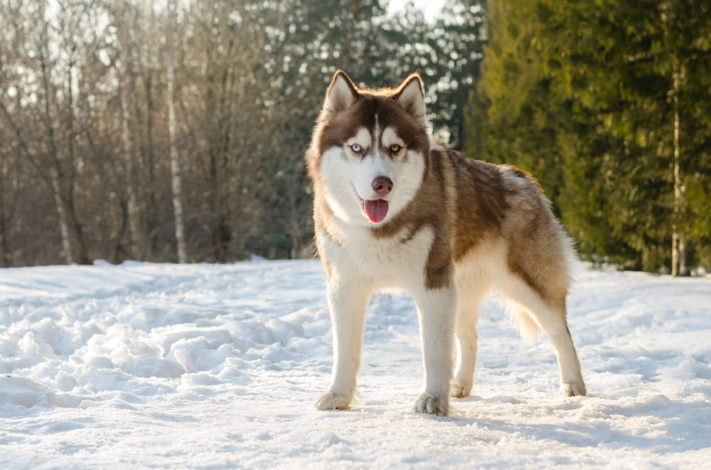 Сибирские хаски не считаются охранными собаками