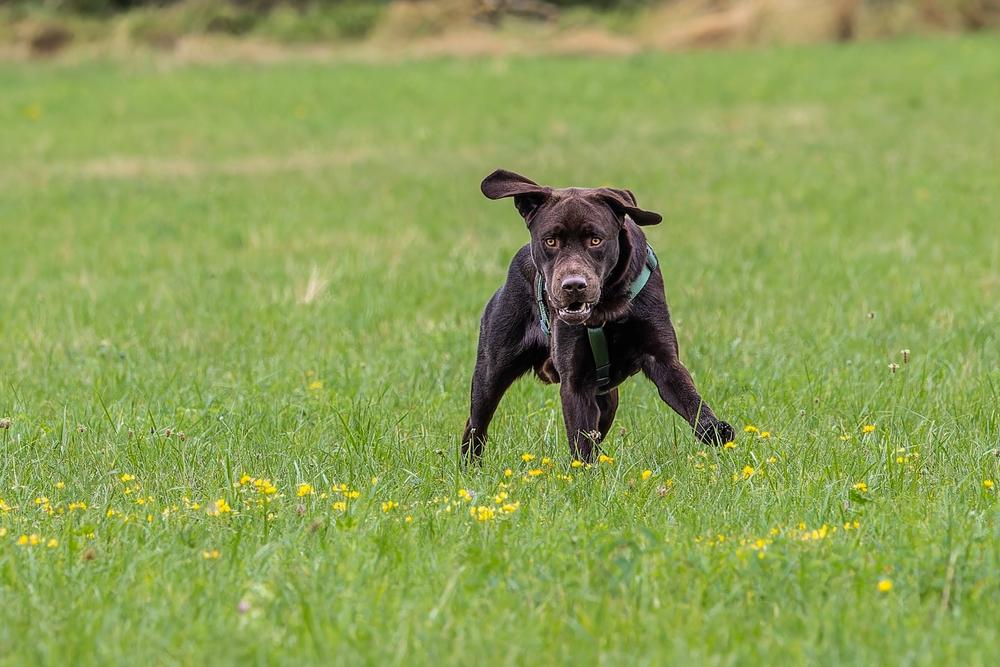 Коричневый лабрадор на поляне