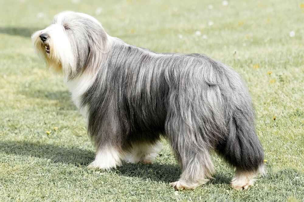 Бородатый колли хорошо ладит с другими питомцами