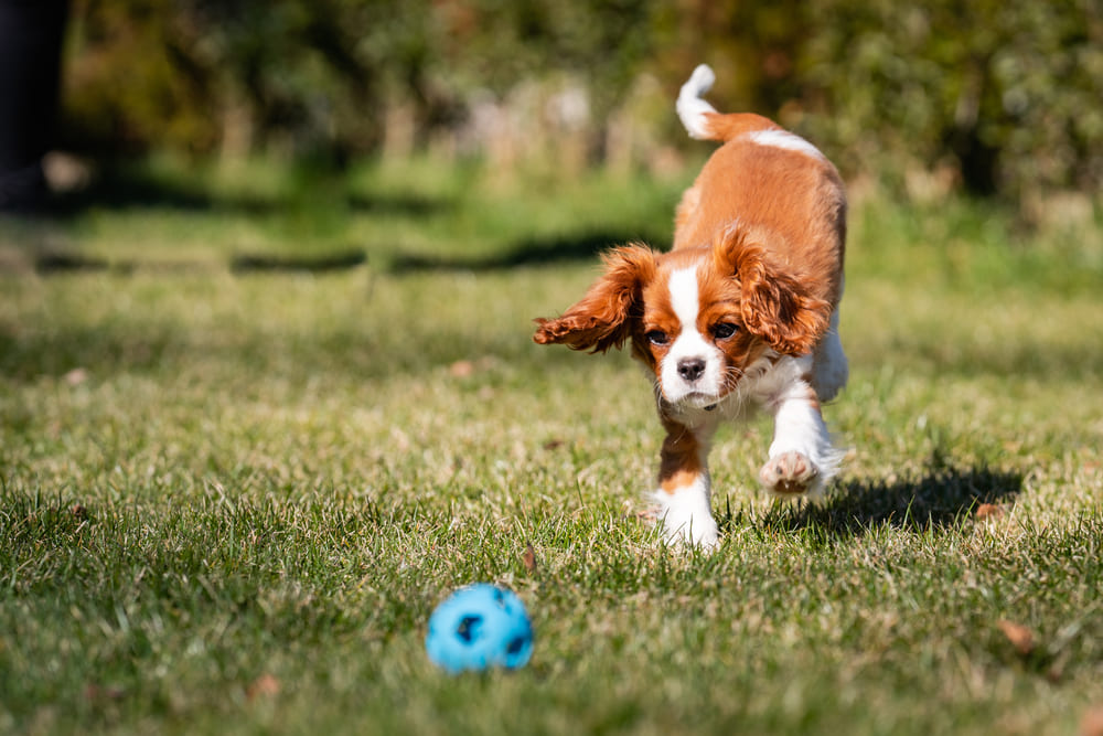 Рацион влияет на то, сколько весит кавалер-кинг-чарльз-спаниель