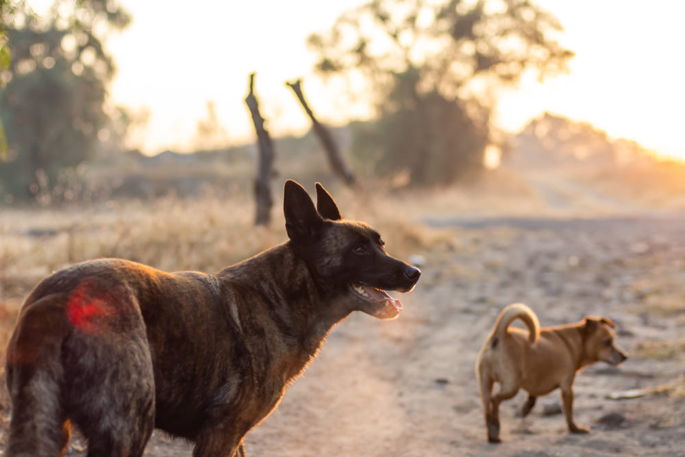Голландских овчарок, не участвующих в разведении, кастрируют
