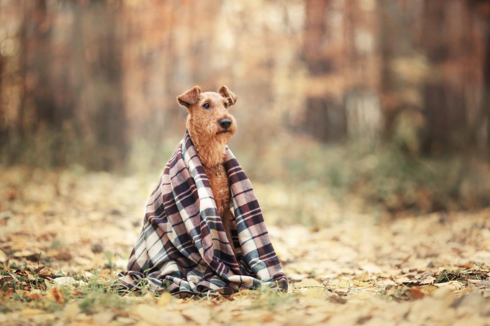 Возможные заболевания ирландского терьера 
