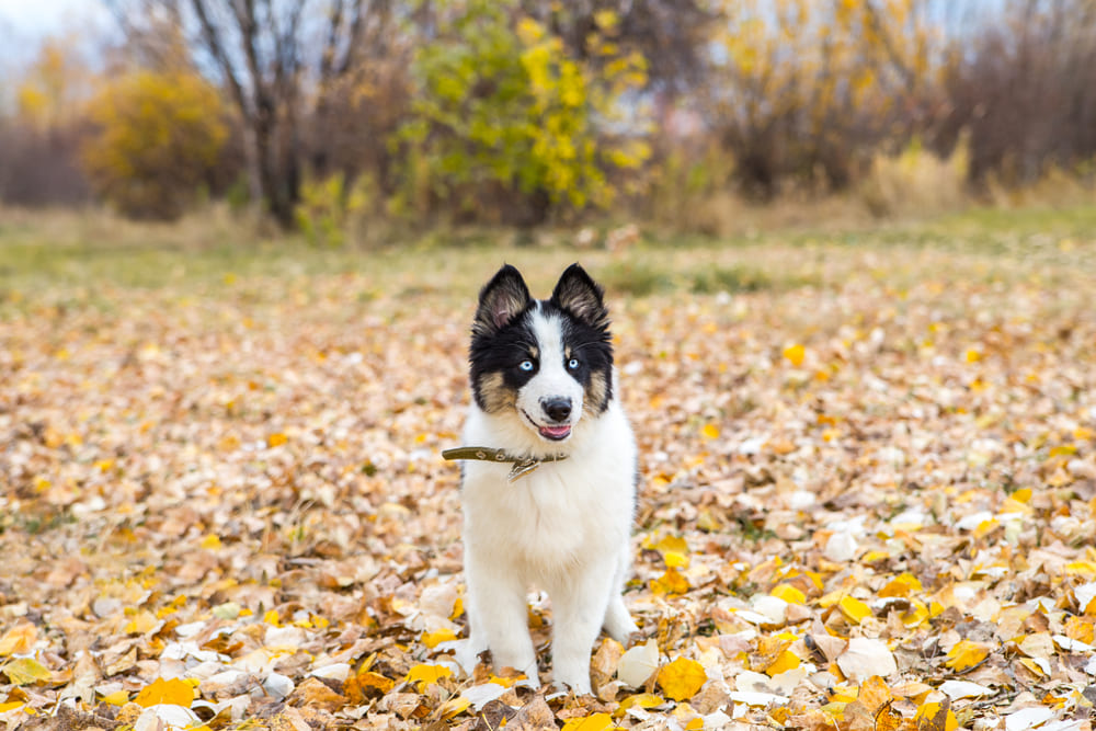 Голубоглазая якутская лайка