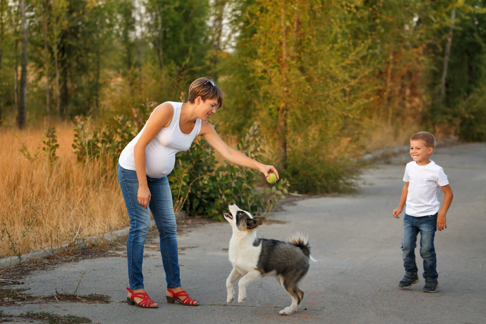 Якутская лайка отличается высоким интеллектом